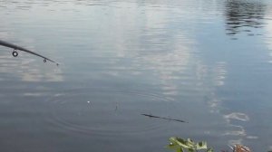 МЕГА КЛЕВ! ЛЕТНЯЯ РЕЧНАЯ РЫБАЛКА. окунь на живца