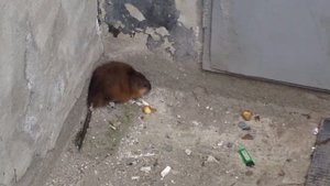 крыса или ондатра часть 2