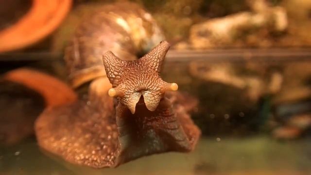 Глаза и рожки у Ахатины смотреть онлайн