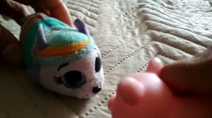 Свинья и кот