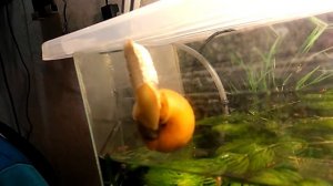 Размножение ампулярий. Как улитка жёлтой ампулярии кладёт икру