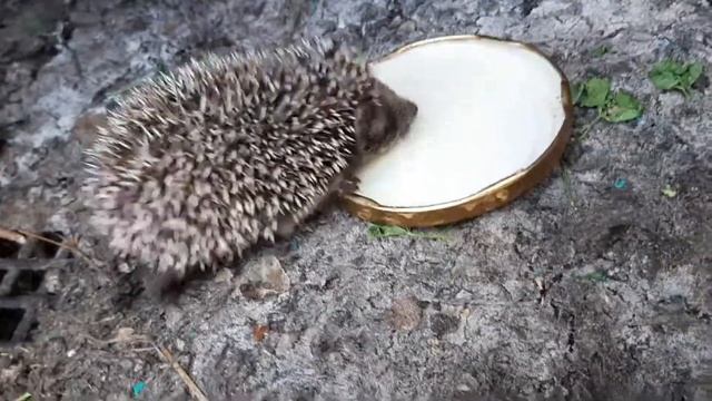 Маленький ежик кушает молоко ? смотреть онлайн