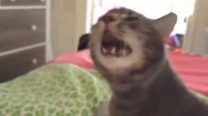 СМЕШНЫЕ ЖИВОТНЫЕ ИКАЮТ И ЧИХАЮТ 2