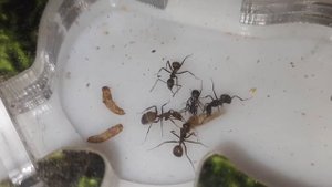 Camponotus nicobarensis | Муравьи кушают моль