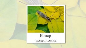 Насекомые картинки и Презентация для Детей. Карточки Домана. Презентация для детей.