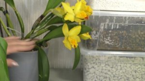 ПЕРЕСАДКА КАТТЛЕИ после покупки и цветения, в керамзит с пеностеклом и перлитом.