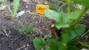 Ежевика Арапахо с секретом!