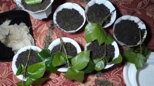 Как правильно посадить китайскую розу,гибискус