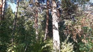 Пишем сосны маслом на пленэре. Процесс написания картины