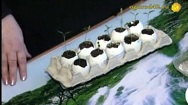 Кто, как и в чем выращивает рассаду. Опытники делятся секретами удачной рассады. смотреть онлайн