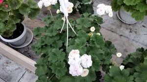 #216.Аристократическая бледность  Rushmoor Avon,прогулка по моей оранжерее!