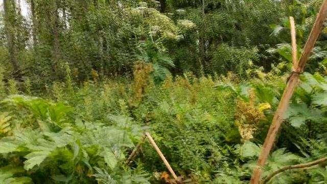 ПРОГУЛКА С СОБАКАМИ//ПРОВЕРКА ЧЕРНИЧНИКА. смотреть онлайн