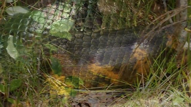SUCURI SE DEU AO TENTAR COMER MAIS DO QUE AGUENTAVA. смотреть онлайн