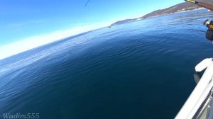 Рыбалка в черном море с лодки  Ловля ставриды, селедки и луфаря на самодур. Часть 1.  4К видео