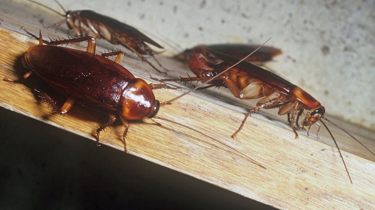 Таракан Megaloblatta longipennis