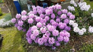 Цветение рододендронов .  Rododendron .