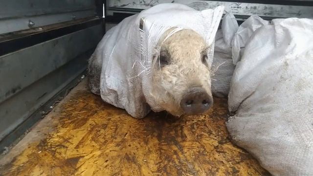 Купили поросят! Венгерская мангалица.