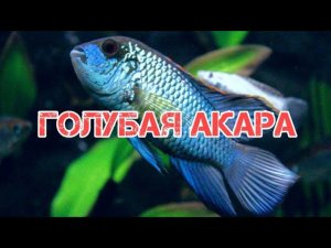 ГОЛУБАЯ АКАРА. СОДЕРЖАНИЕ И РАЗМНОЖЕНИЕ