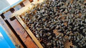 Объединение семей при наличии двух маток.