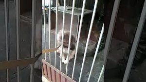 Oдеваем намордник собаке