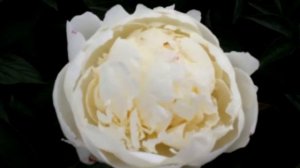 Lactiflora Snow Mountain | R2 Flowers BV | Peonies