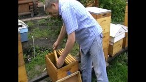 Отводок на маточник тихой смены