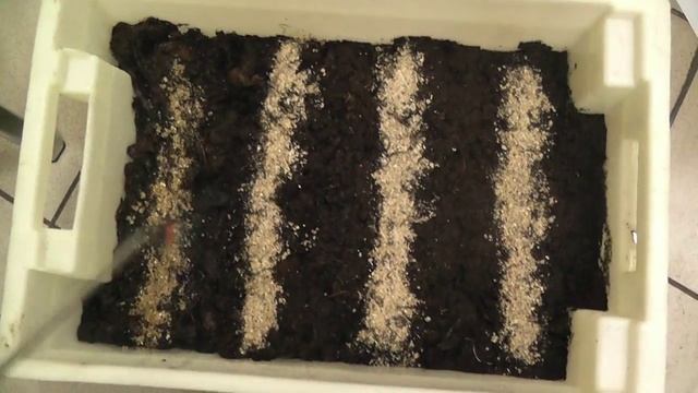 Тестируем дендробеной различные торфяные субстраты смотреть онлайн