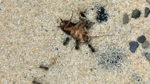 Распаковка и обзор фермы Белый Дом 4XL от 4 ants. Заселение в него муравьёв Formica polyctena.