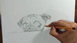 Как нарисовать собаку Мопса