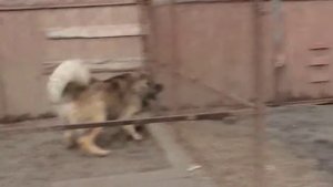 Кавказская овчарка НІКА. Охрана территории