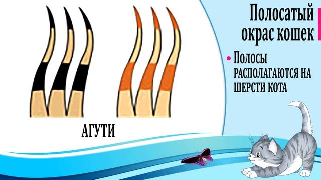 Окрасы кошек. А ты знаешь почему кошка полосатая? смотреть онлайн