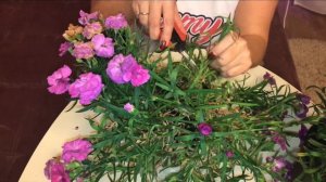 Гвоздика Многолетняя Лиллипот Диана? Как сохранить? Что выбрать?