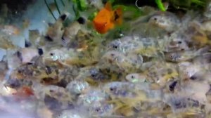 кормление аулофорусом коридорасов