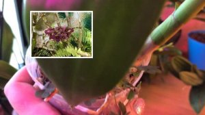 Дендробиум 🌿Дендробиум Нобиле 🌿Дендрофаленопсис🌿