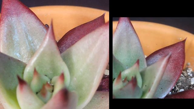 echeveria agavoides luming смотреть онлайн