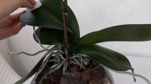 ? МОЯ ОРХИДЕЯ PICASSO ? КРАСАВИЦА ОРХИДЕЯ ? УХОД ЗА ОРХИДЕЕЙ ? ИСТОРИЯ МОЕЙ ОРХИДЕИ ?