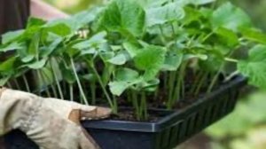Как вырастить крепкую рассаду огурцов