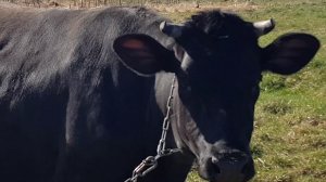 КОРОВЫ ВЫШЛИ НА ТРАВУ КАК ИЗБЕЖАТЬ ПОНОСА