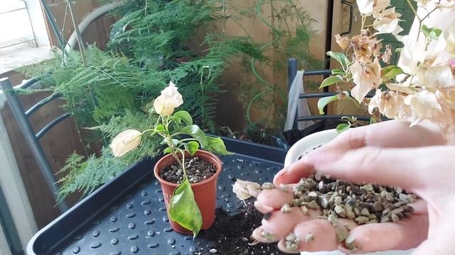 Пересадка бугенвиллий в большой горшок с секретом ????!
