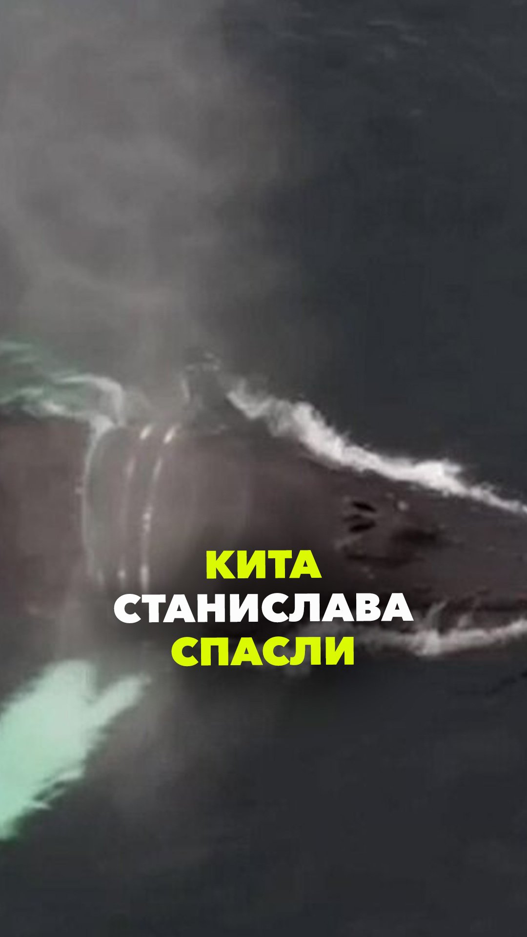 Станислав на свободе: кита спасли из сетей у берегов Териберки