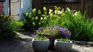 4K Ultra HD Garden Eucomis and Hydrangea Paniculata