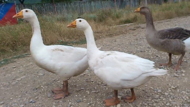 Гуси, один серый и два белых смотреть онлайн