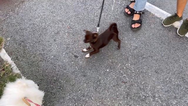 Смешные собаки. смотреть онлайн