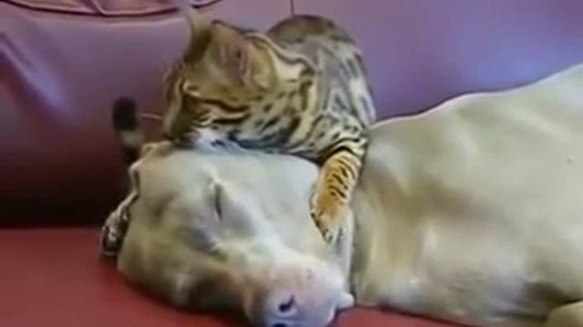 Кошка массажирует собаку смотреть онлайн