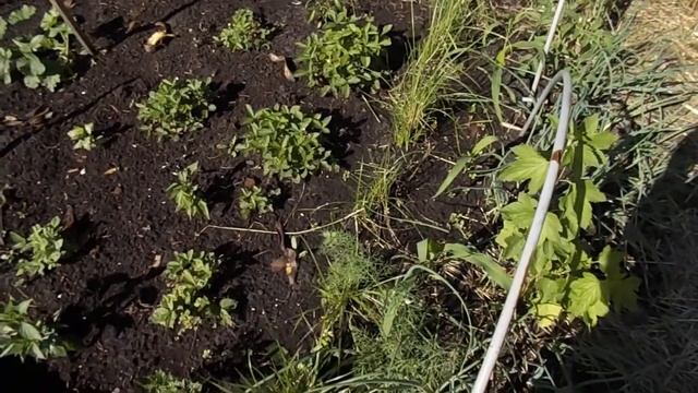 Выращивание чуфы рассадным способом г. Тюмень.