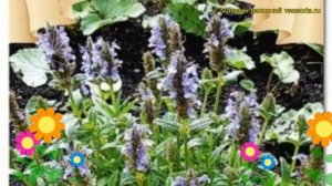 Мелисса турецкая Горгона. Краткий обзор, описание характеристик melissa officinalis Gorgona