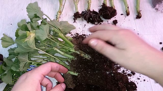 Корневин и фитоклон, какой укоренитель лучше и эффективнее для черенков ГЕРАНИ, результаты за 9 дне