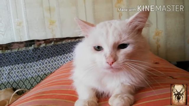 Приютили кота с улицы а он... ? смотреть онлайн