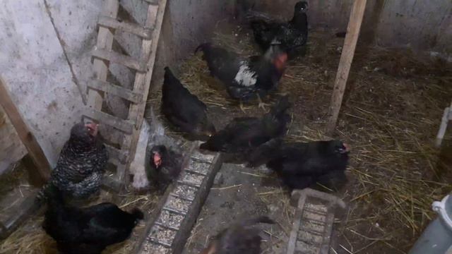 планы, +рассказ о 3 породах смотреть онлайн