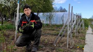 Основные этапы агротехники малины